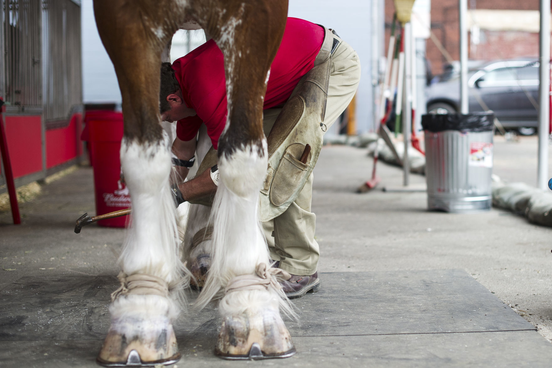 Budweiser Clydesdales 19